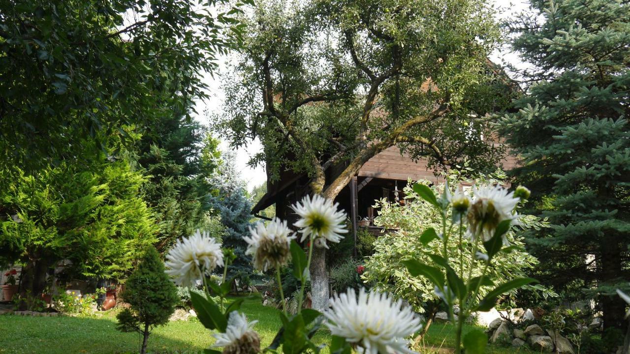 Cabana Rustic Borşa Eksteriør bilde